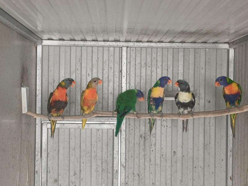 Blue series Rainbow Lorikeets
