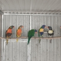 Blue series Rainbow Lorikeets
