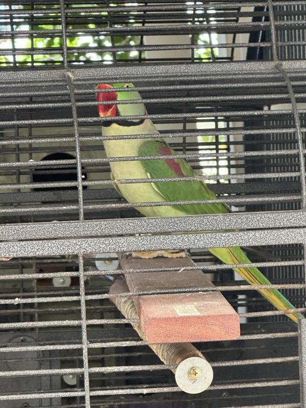 PROVEN ALEXANDRINE PAIR