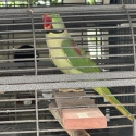 PROVEN ALEXANDRINE PAIR