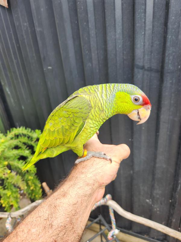 Lilac crowned amazon.