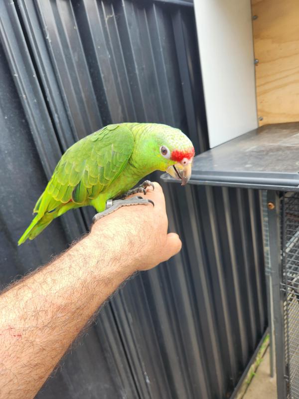 Red lored amazon