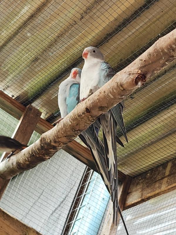 Pair of princess parrots breeding pair