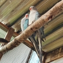 Pair of princess parrots breeding pair