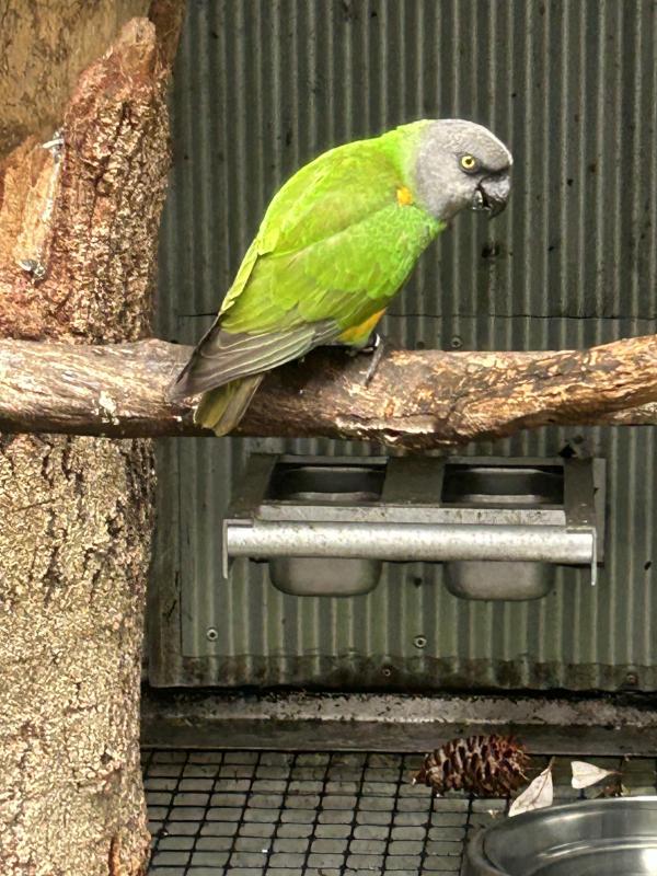 Mature Senegal parrot pair