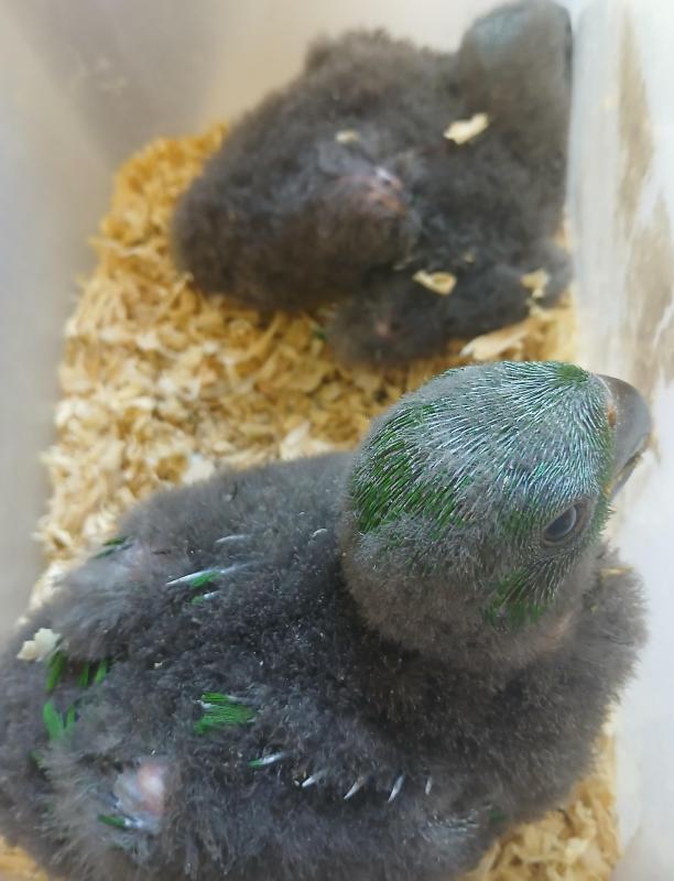 Two baby Eclectus parrots