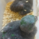 Two baby Eclectus parrots