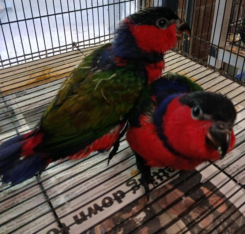 Two related baby Black Capped Lorries