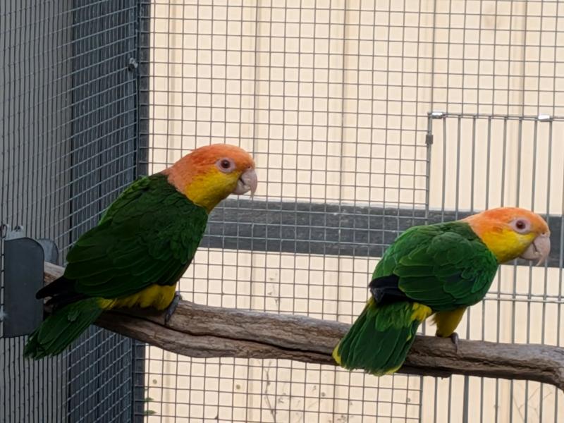 WHITE BELLIED CAIQUE PAIRS