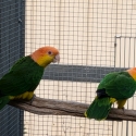 WHITE BELLIED CAIQUE PAIRS
