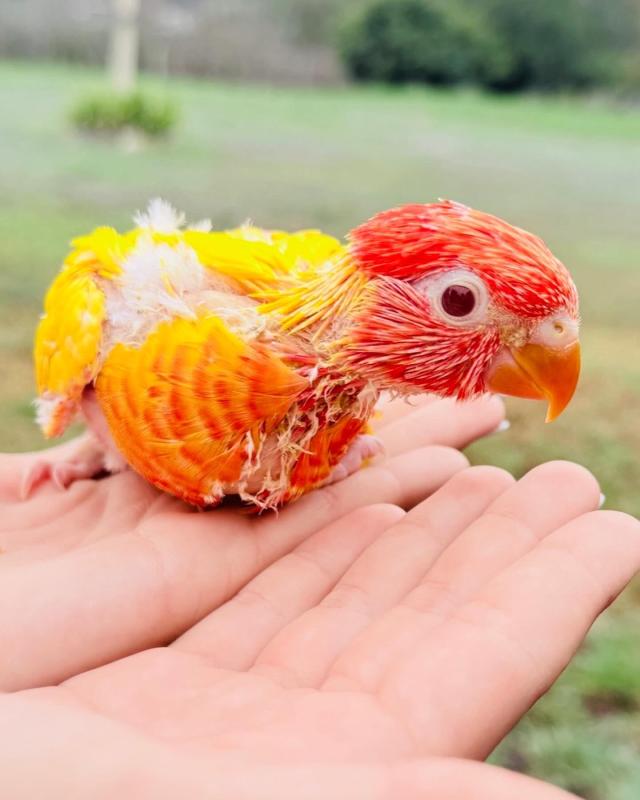 Blue series rainbows