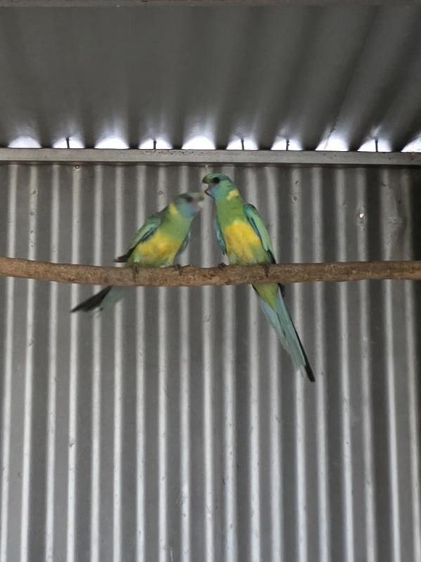 Cloncurry parrots