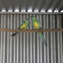 Cloncurry parrots
