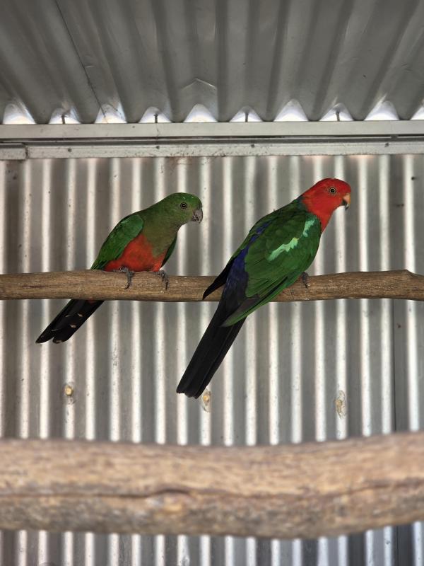 King parrots