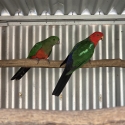 King parrots