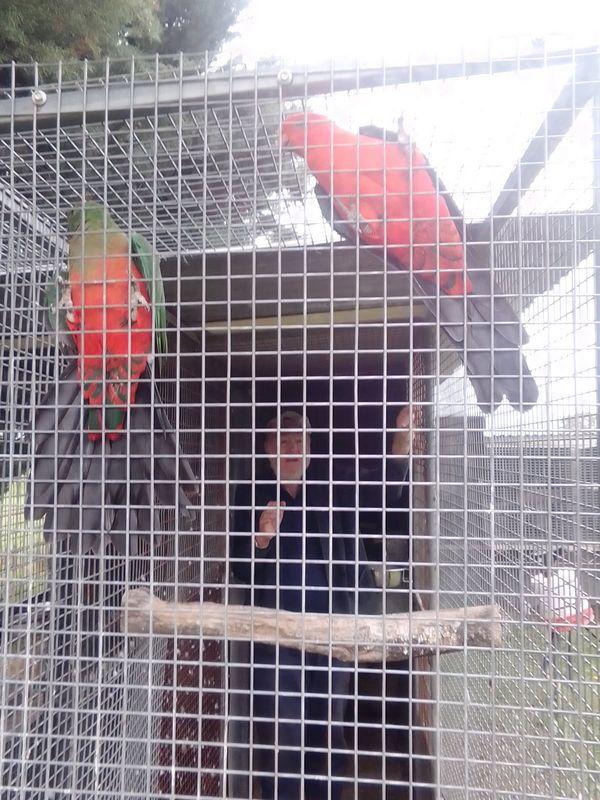 King Parrot Pair For Sale