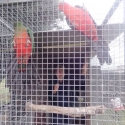 King Parrot Pair For Sale