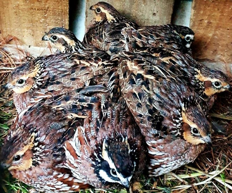 Bobwhite quail pairs