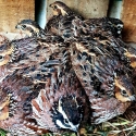 Bobwhite quail pairs