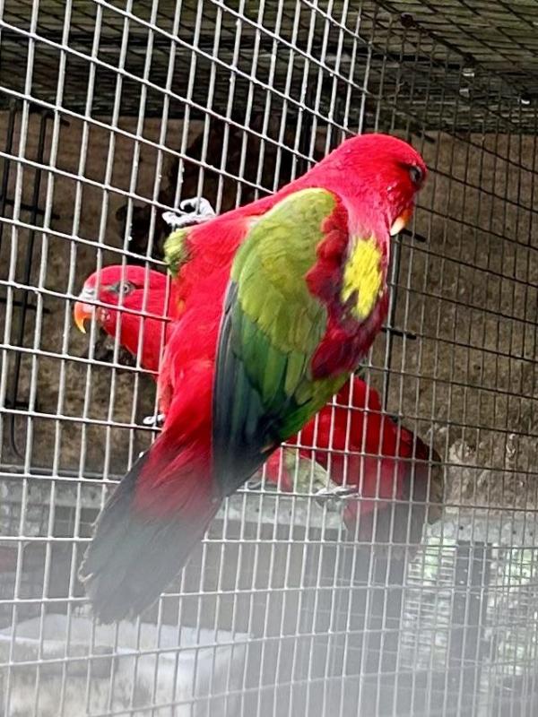 Lories and lorikeets to orange sale