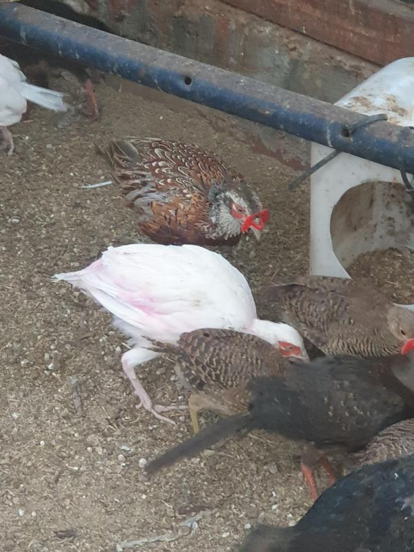 Ringneck pheasants males split to albino