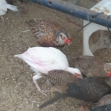 Ringneck pheasants males split to albino