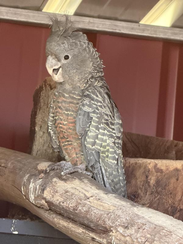 Gang gang hen please ring