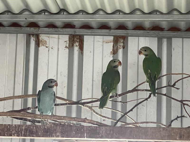Blue split fallow moustache male