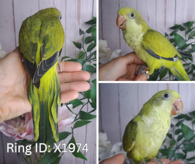 Hand raised Quaker parrots and conures
