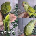 Hand raised Quaker parrots and conures
