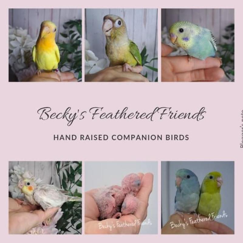 Hand raised tame, budgies, lovebirds, parrotlets, cockatiels, conures