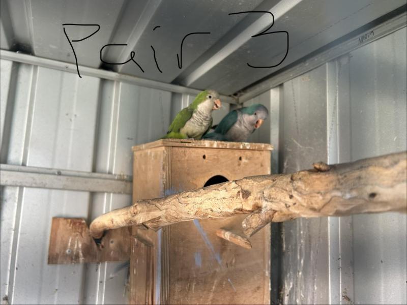 Handraised & aviary birds