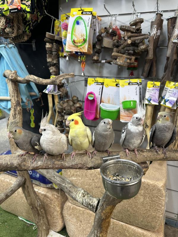 Handraised cockatiels