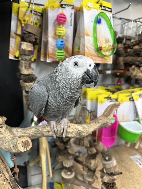 Handraised african grey only 1 left ! DNA Male