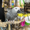 Handraised african grey only 1 left ! DNA Male