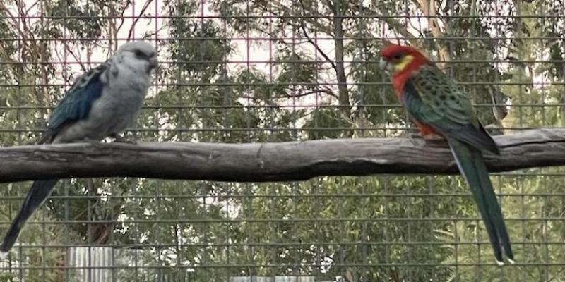 Blue western rosella male