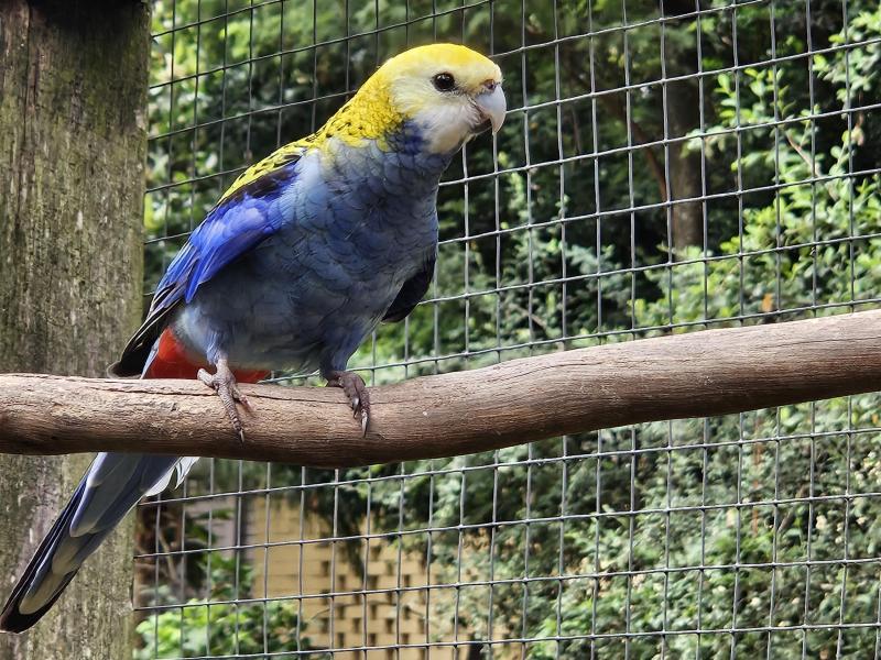 Pale Headed Rosellas
