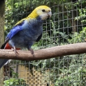 Pale Headed Rosellas