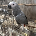 African Grey