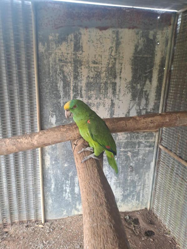 Mature Yellow Nape Amazon