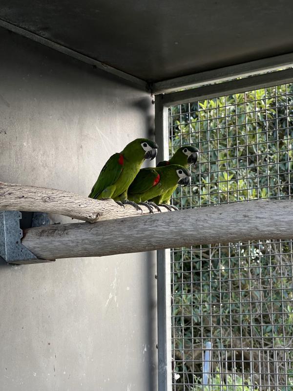 Aviary Reduction - Hahhns Macaws, BF Amazons, Sunconure, Moustache, Plumheads