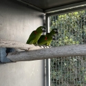 Aviary Reduction - Hahhns Macaws, BF Amazons, Sunconure, Moustache, Plumheads