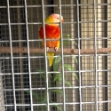 Lutino lorikeet