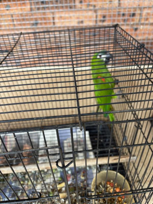 6yr Old Proven Hahns Macaw Cockbird