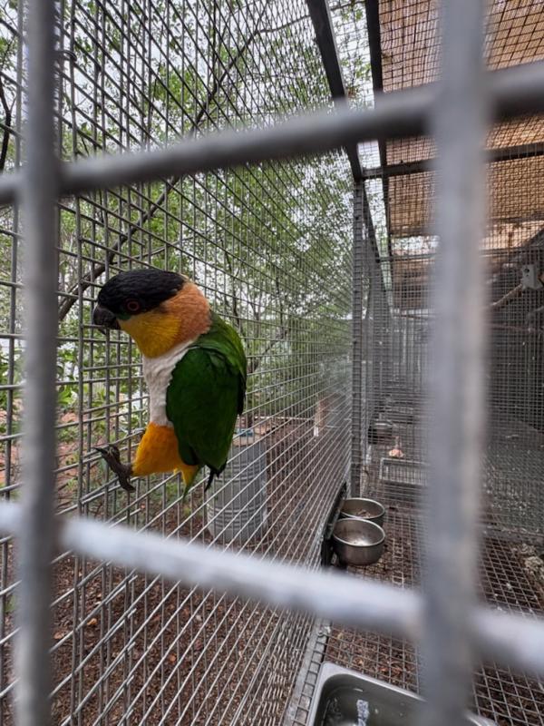 5 yesr old Proven BH Caique Cockbird