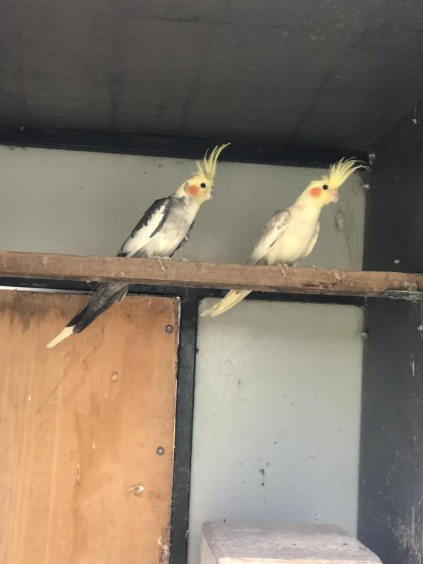 Breeding pair of cockatiels