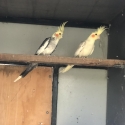 Breeding pair of cockatiels