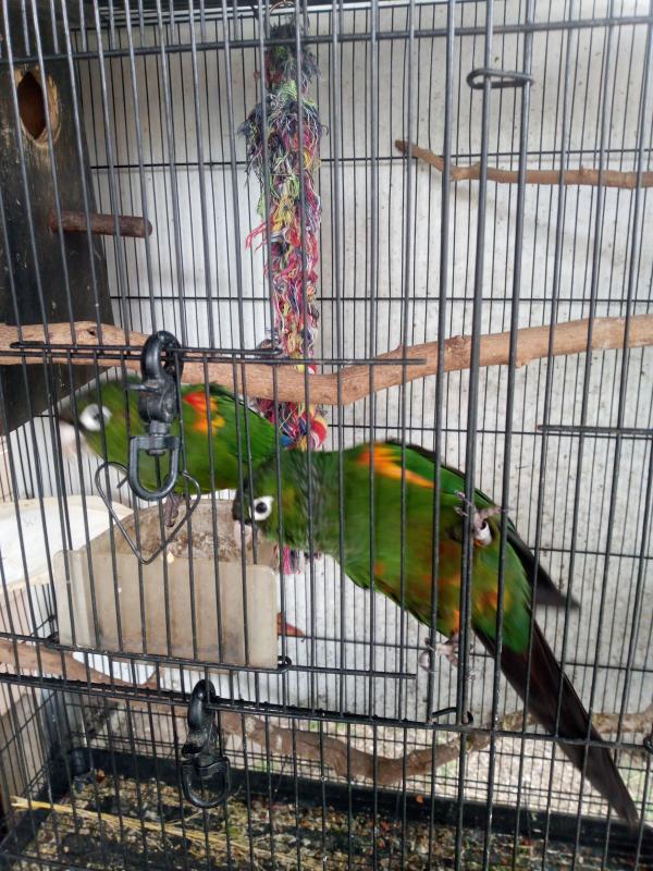 Firery shoulder conures