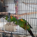 Firery shoulder conures