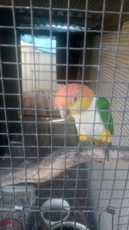 White bellied caquies